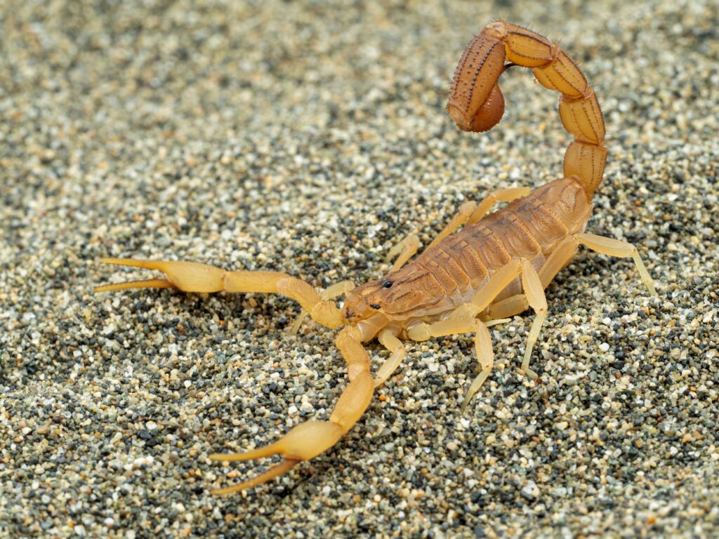 Vista laterale di uno scorpione rosso indiano altamente velenoso (Hottentotta tamulus) sulla sabbia