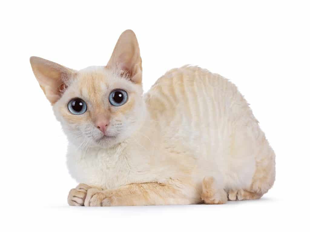 Simpatico gatto tedesco Rex rosso, adagiato lungo le vie laterali.  Guardando dritto alla telecamera con gli occhi azzurri.  Isolato su uno sfondo bianco.