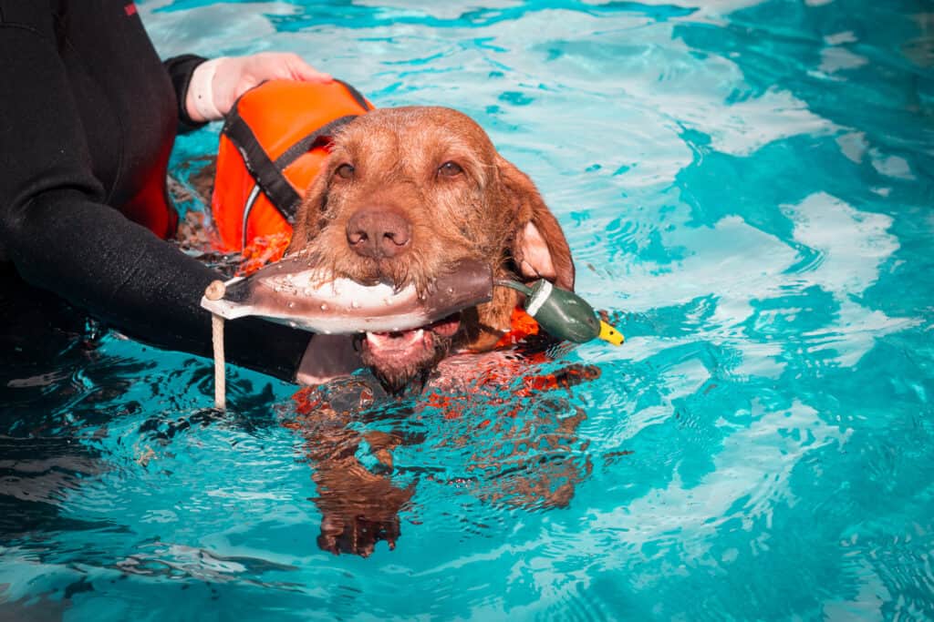 Idroterapia per cani