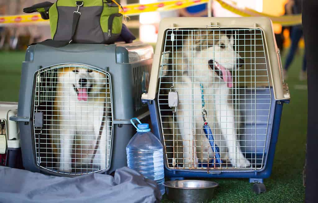 Trasportini per cani per viaggi aerei.  I cani husky si siedono nelle gabbie in attesa dell'aereo.  Muoversi con gli animali.  Trasporto di animali, bagagli vivi in ​​aeroporto.