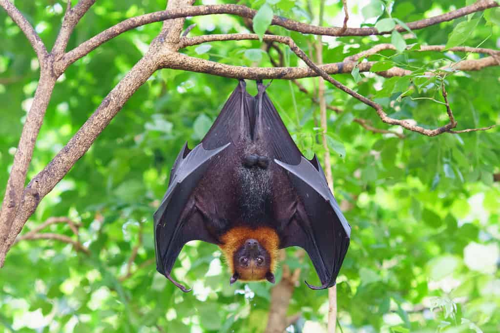 Alcune specie di pipistrelli possono avere orecchie in grado di rilevare i suoni delle piante