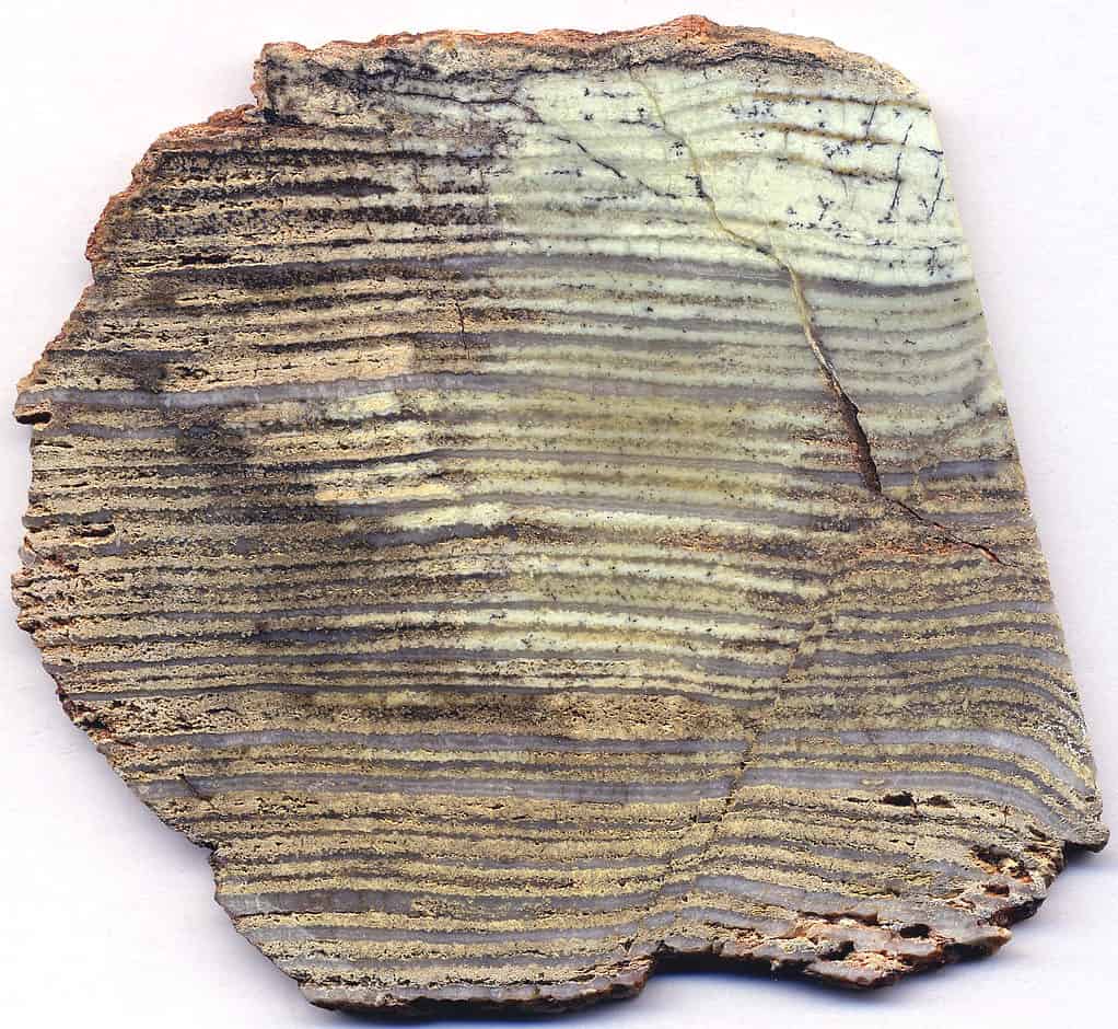 Stromatolite del Paleoarcheano dell'Australia occidentale.