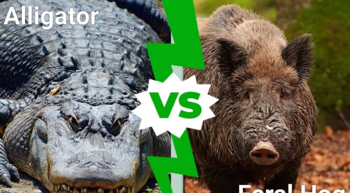 Texas Showdown: chi esce vittorioso in una battaglia tra alligatori e maiali selvatici?
