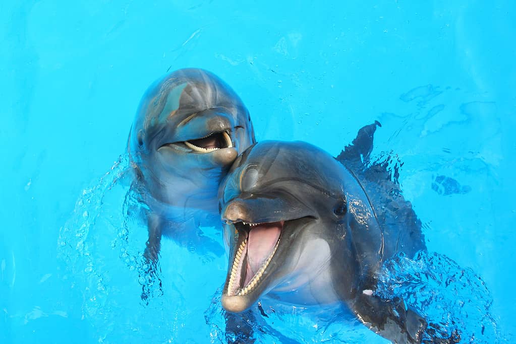 Due delfini nuotano in piscina.  I delfini sono grigi e hanno la bocca aperta.  L'acqua è blu piscina.