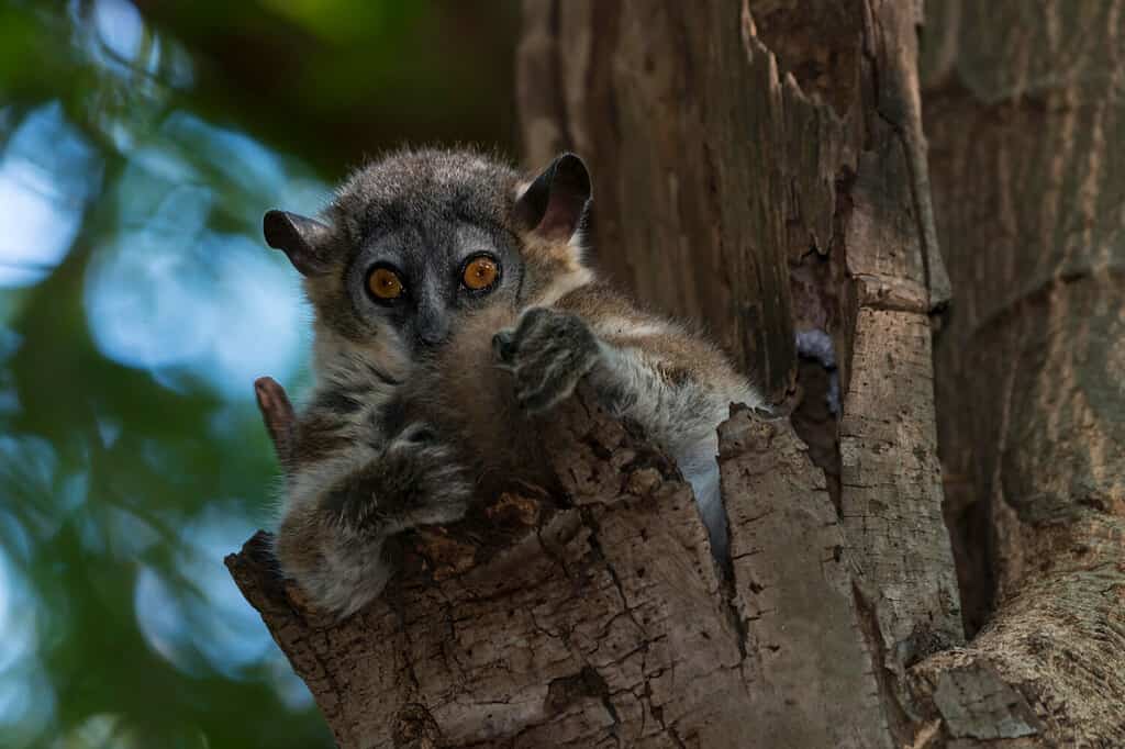 Lemure sportivo dai piedi bianchi (Lepilemur leucopus), Madagascar