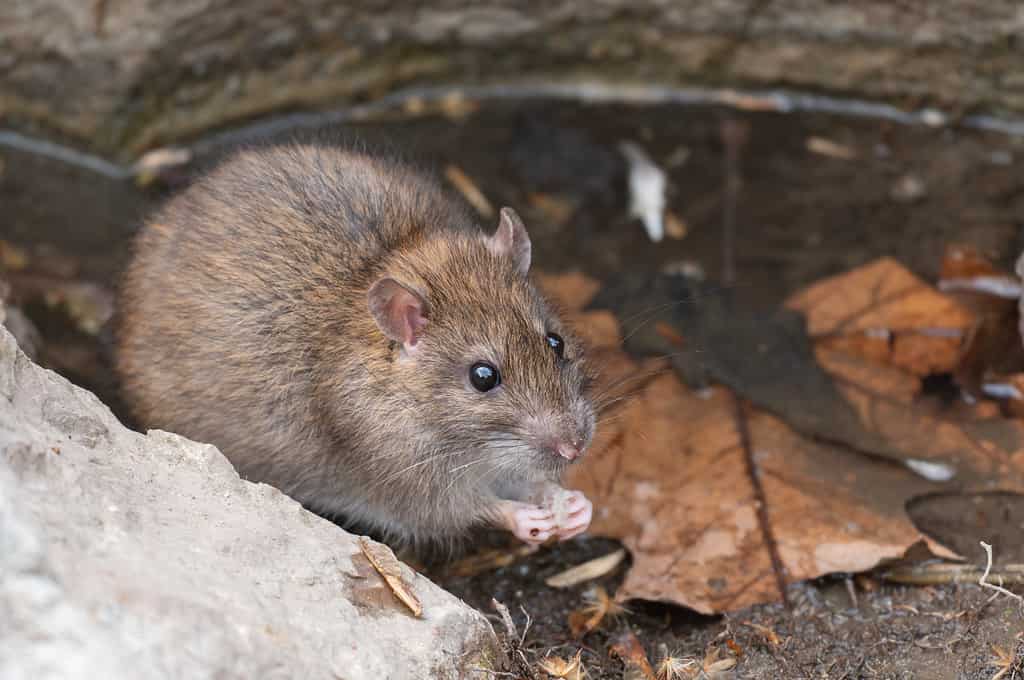 Ratto bruno, Rattus norvegicus