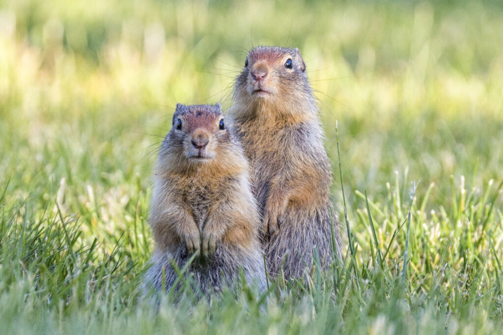 Una coppia di scoiattoli di terra in piedi nell'erba verde.