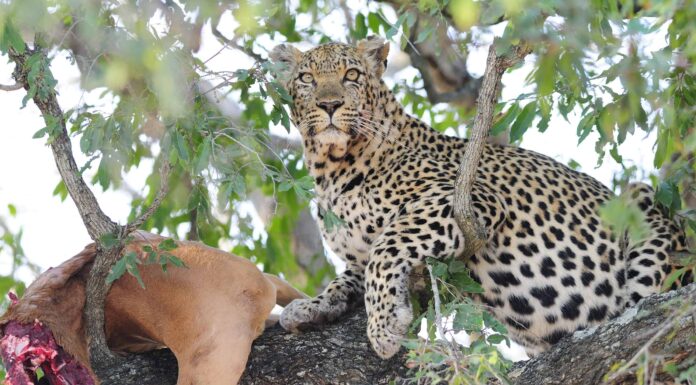Un filmato intenso cattura un leopardo che invade una scuola e attacca un uomo in fuga
