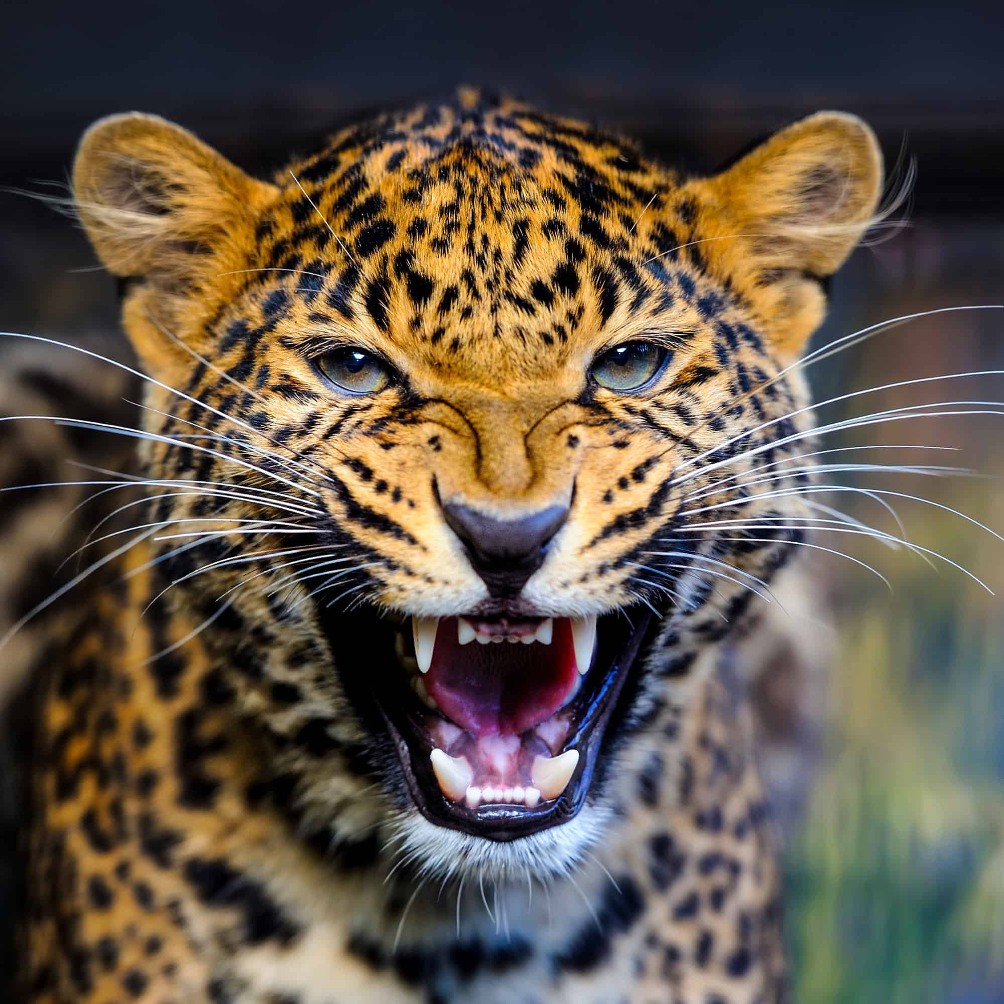 Jaguar - Gatto, Astratto, Africa, Animale, Parte del corpo animale