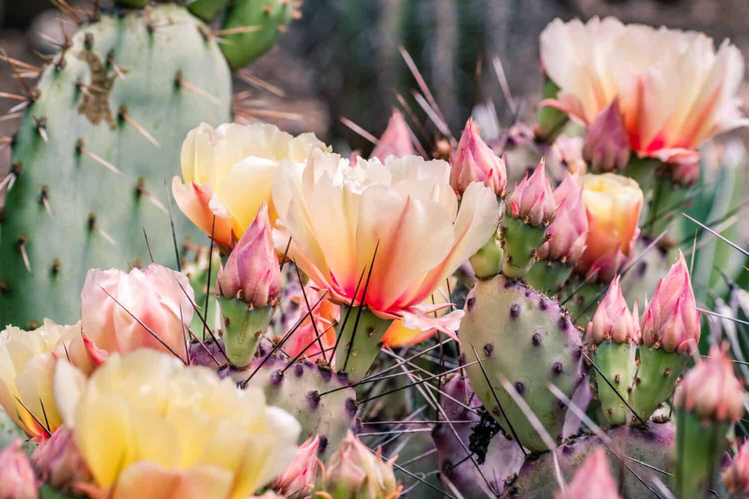 Ficodindia (Opuntia fragilis) fiore di cactus, California