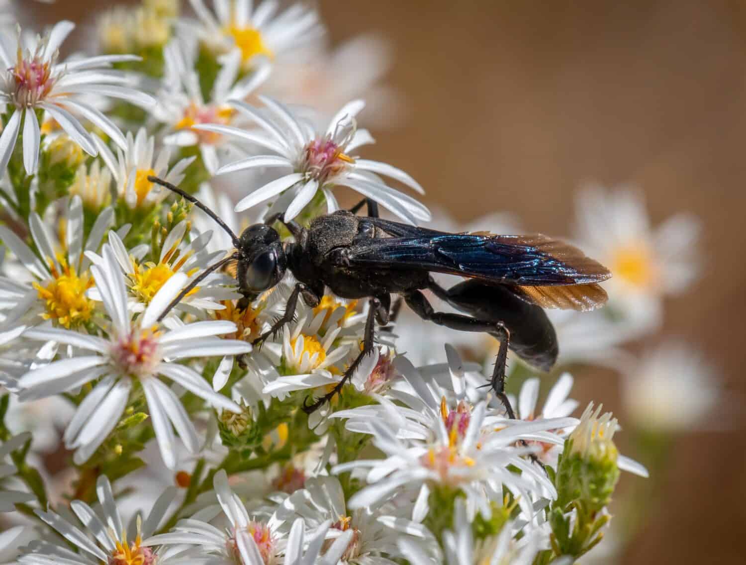 Una grande vespa scavatrice nera aiuta nell'impollinazione mentre vola da un astro all'altro.
