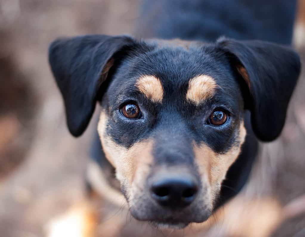 Rescue Beagle mescola il ritratto guardando la fotocamera nera con le sopracciglia marroni carine e le orecchie attente