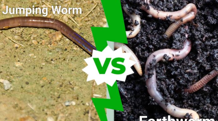 Verme che salta contro lombrico: quattro differenze chiave
