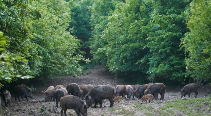 Wild Hogs in Alabama: quanti ce ne sono e dove vivono?
