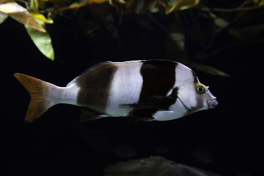 Pesce persico gazza