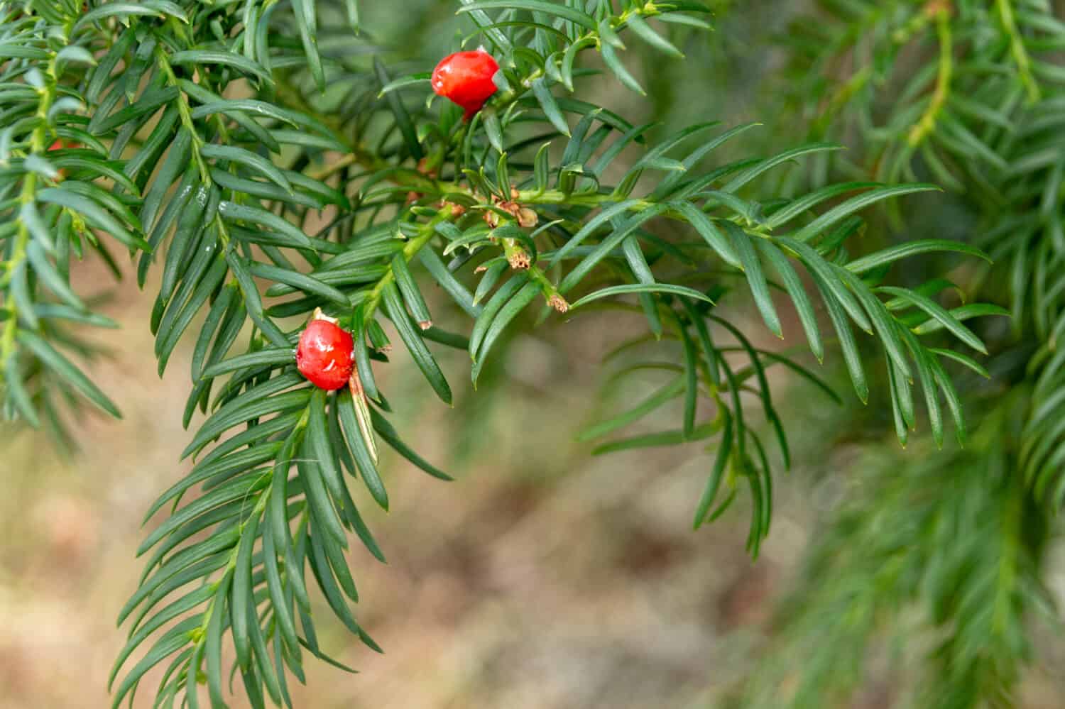 una vista ravvicinata delle piccole bacche rosse della pianta del tasso canadese 