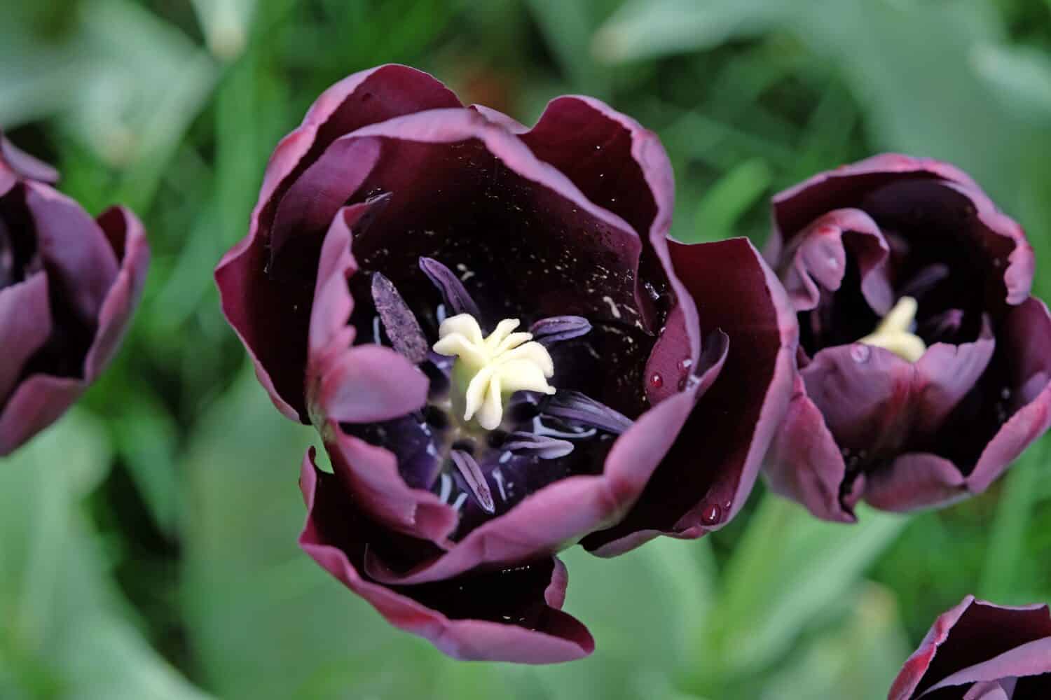Trionfo Tulip 'Paul Scherer' in fiore. 