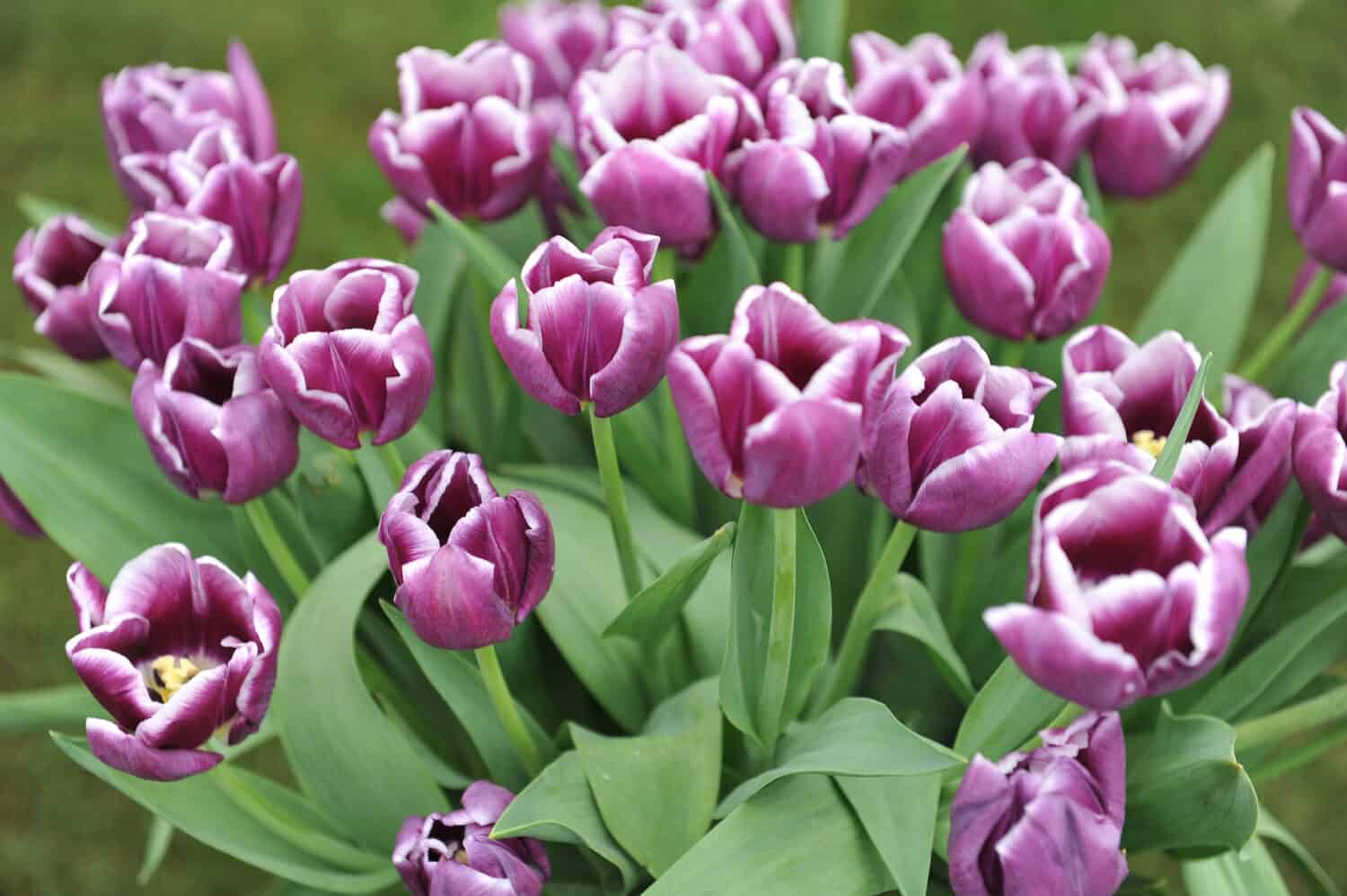Un bouquet di tulipani Triumph bianchi e viola (Tulipa) Arabian Mystery in una mostra nel maggio 2014