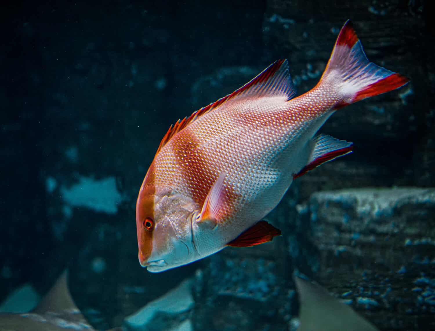 Un primo piano di un pesce Snapper che nuota nell'acquario