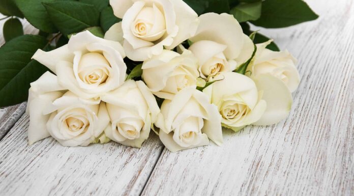 Rose bianche: significato, simbolismo e occasioni appropriate
