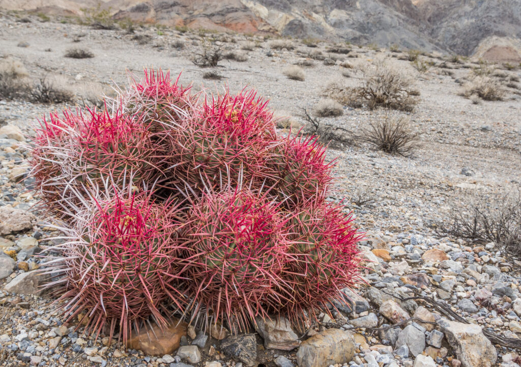 Barrel cactus nel Parco Nazionale della Valle della Morte, California, Stati Uniti d'America