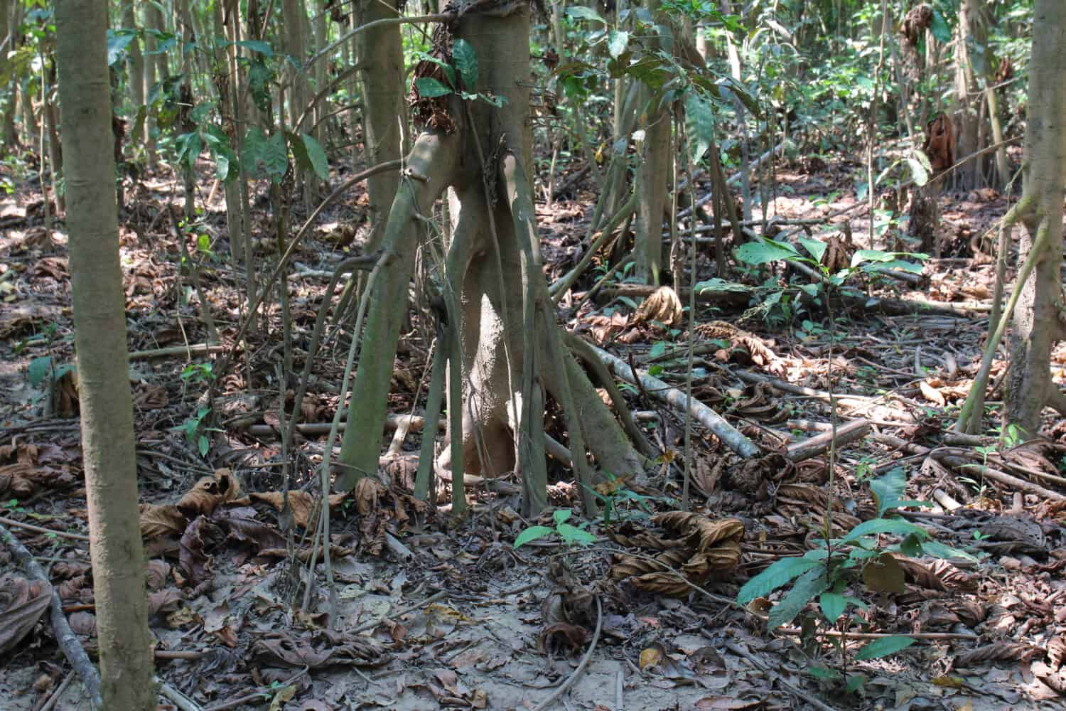 La struttura della radice ramificata degli alberi che camminano e il suolo della foresta nella foresta pluviale amazzonica nella Riserva Nazionale di Tambopata, Puerto Maldonado, Perù