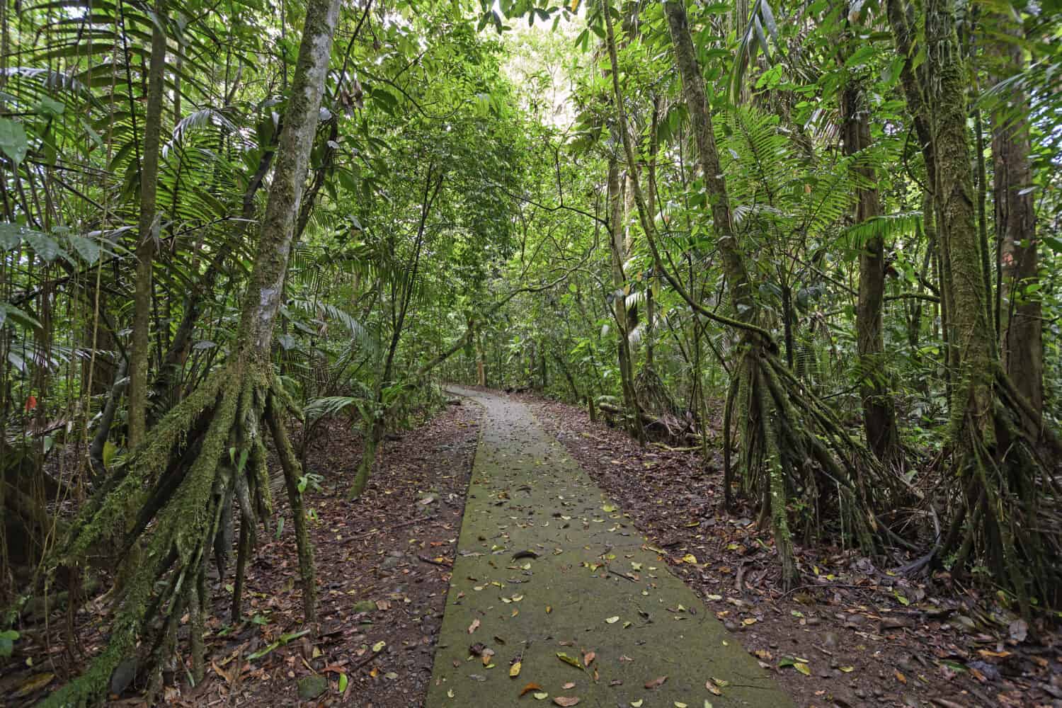 Palme a piedi lungo un sentiero nella foresta pluviale nella stazione biologica di La Selva in Costa Rica