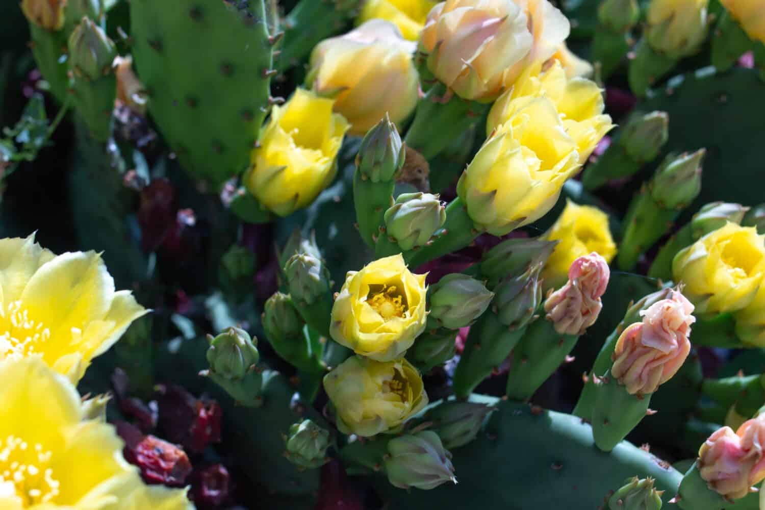 Fiori gialli che iniziano a fiorire su un fico d'india cactus nel sud-ovest, Ontario, Canada in un giardino domestico.  Girato al tramonto nella luce sbiadita.  Tempo di primavera, fiori che sbocciano, Opuntia Humifusa acerbo