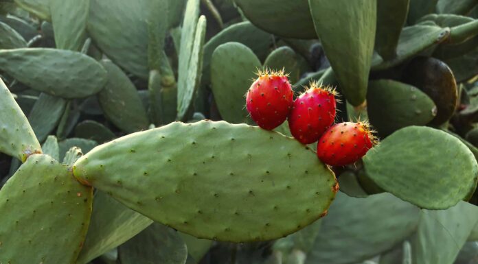 Cactus A New York
