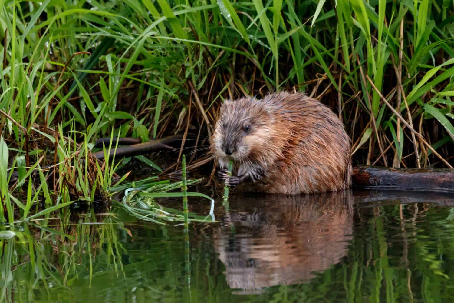 Topo muschiato che mangia erba sul fiume.  Simpatico animale roditore d'acqua marrone comune nella fauna selvatica.