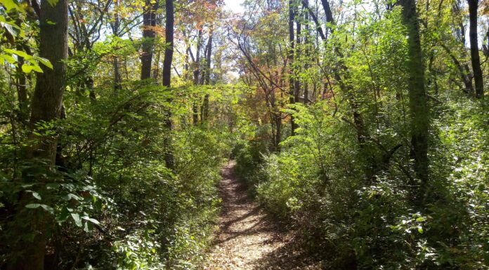 Scopri la foresta più grande del Delaware (e ciò che vive al suo interno)
