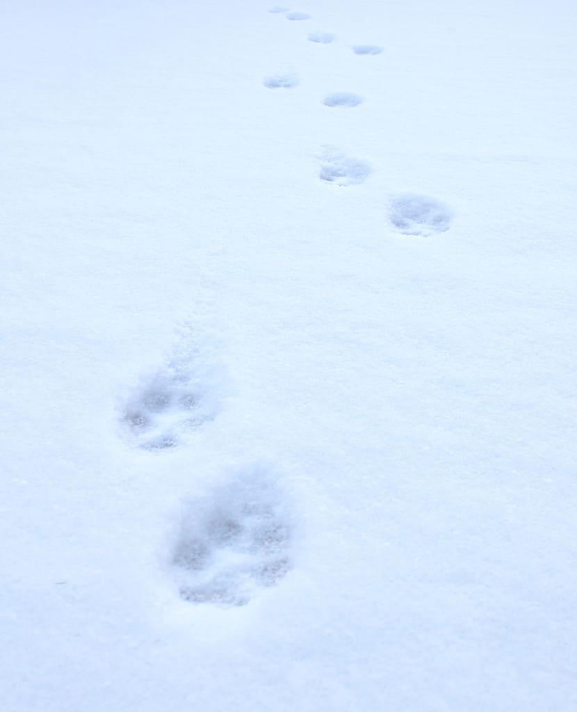 Stampa della zampa di gatto nella neve