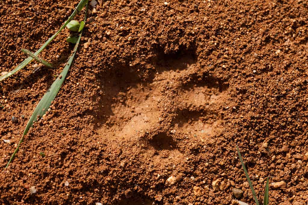 Un'impronta di gatto nel fango