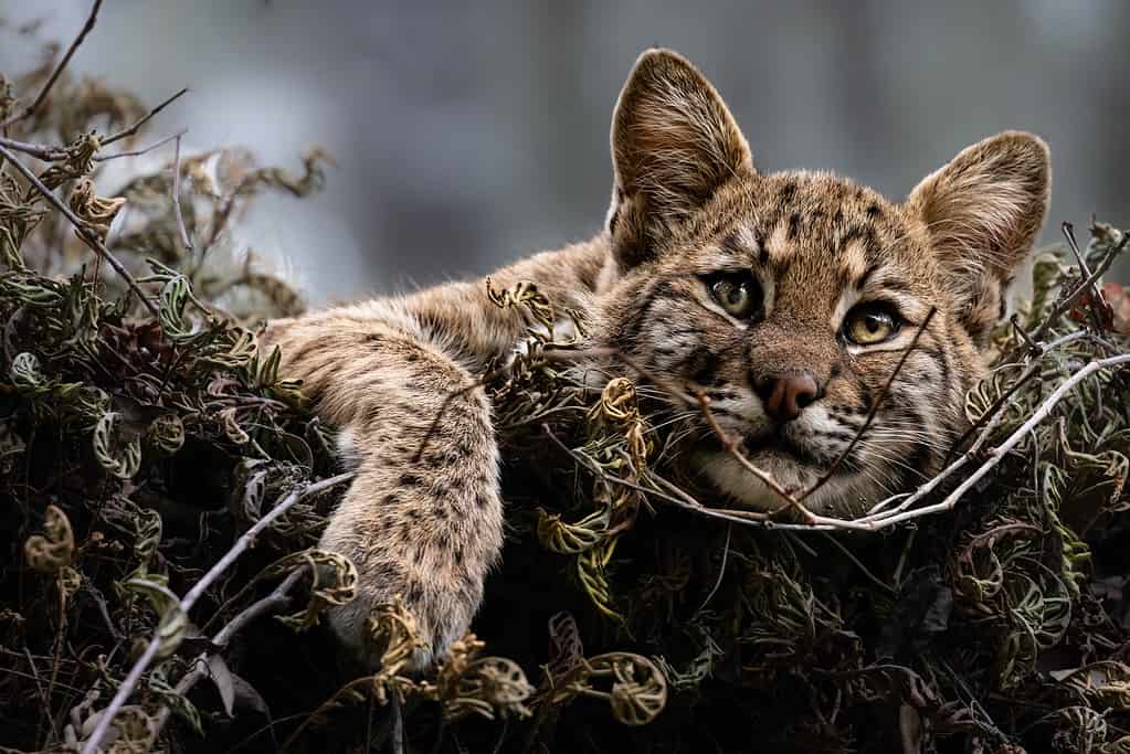 Giovane gattino Bobcat in Tree Eyes Open