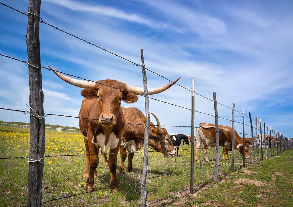 Bestiame longhorn del Texas che pasce dietro un recinto su un pascolo di fiori gialli in primavera.  Sfondo del cielo blu.