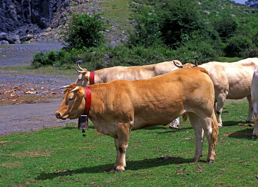 Blonde d'Aquitaine, bovini domestici provenienti dalla Francia, mandria in piedi vicino alla strada