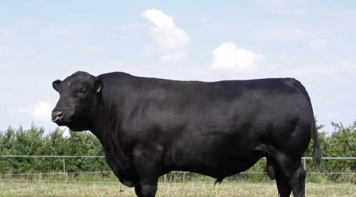  Quanto pesa una mucca?  Ordina per Tipo e Sesso
