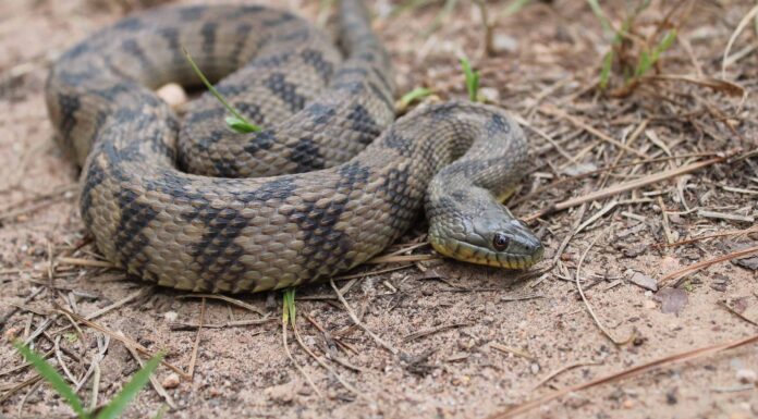  Questi 12 serpenti d'acqua chiamano casa Mississippi.  Sono pericolosi?
