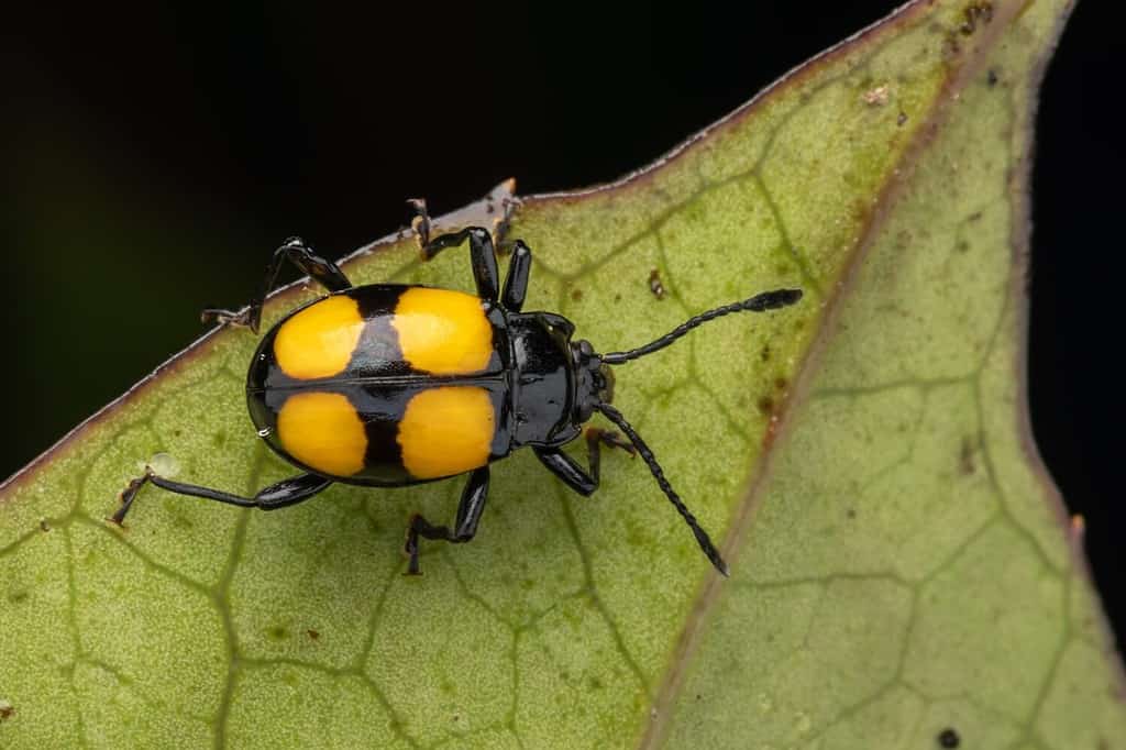 scarabeo fungo nero maculato giallo