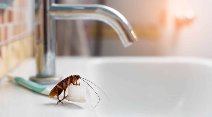 Guida all'identificazione degli insetti del bagno: come sbarazzarsi di ogni tipo
