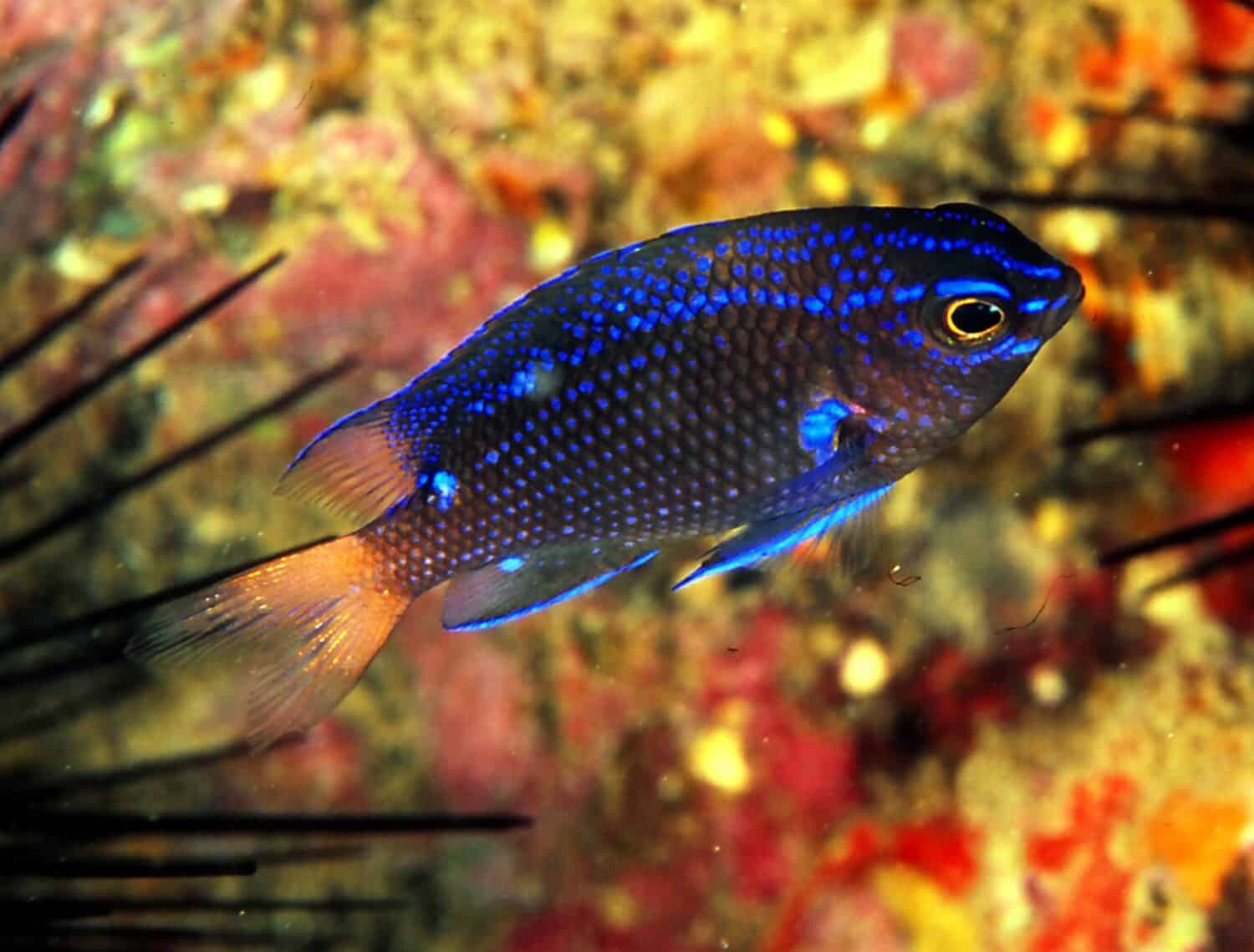 La damigella pinna blu giovanile (nota anche come damselfish canarino) difende il suo territorio sulla parete della barriera corallina