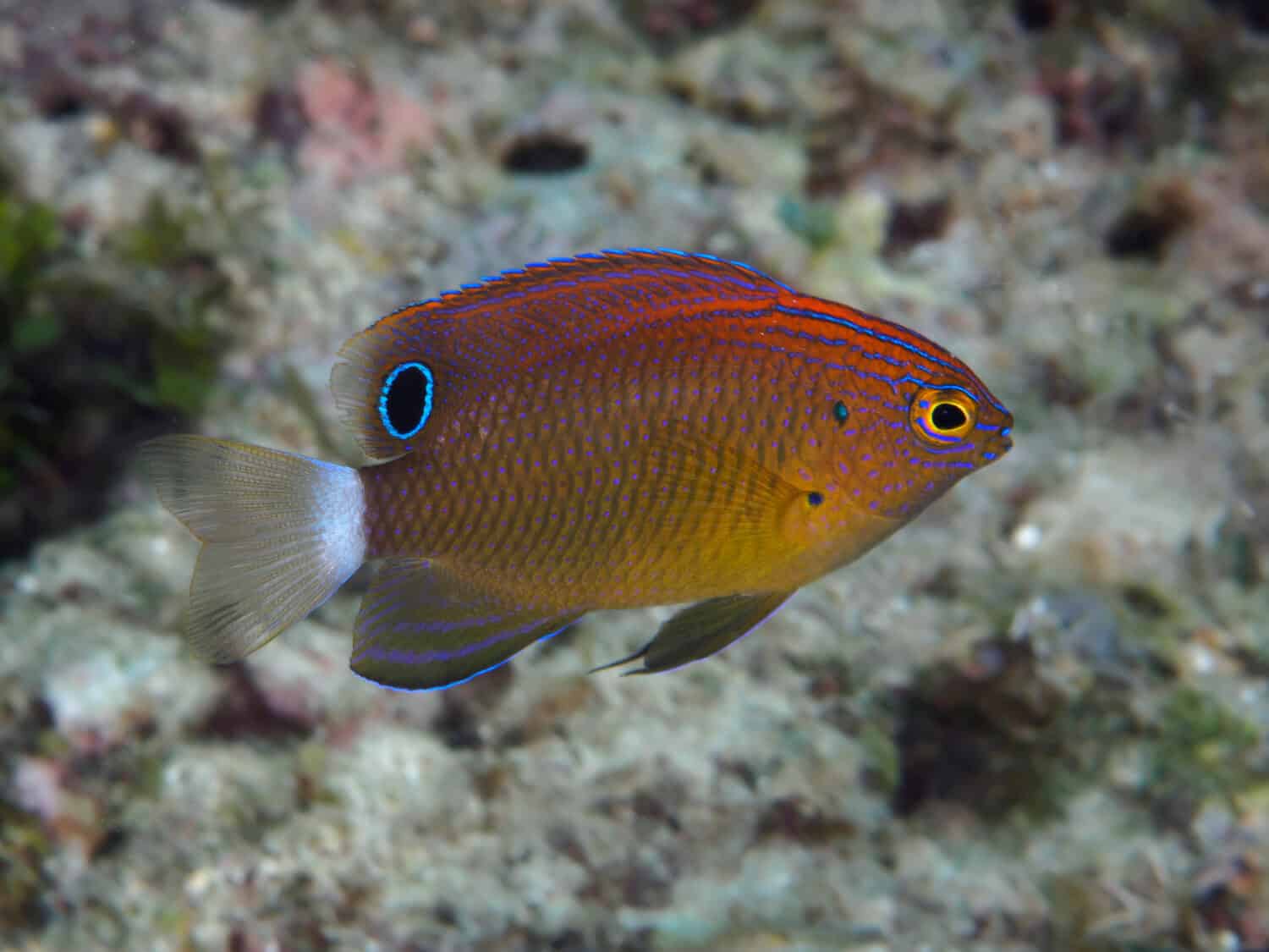 Castagnole maculate nel mare di Bohol nelle Filippine