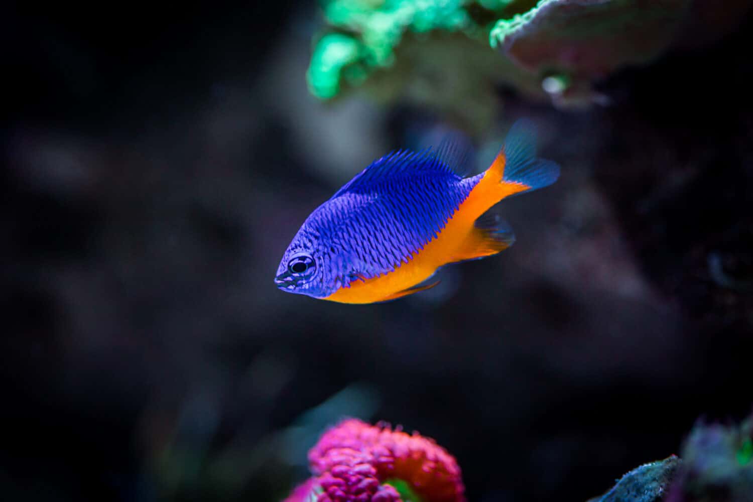 Castagnole azzurre (Chrysiptera hemicyanea) su un acquario di barriera corallina