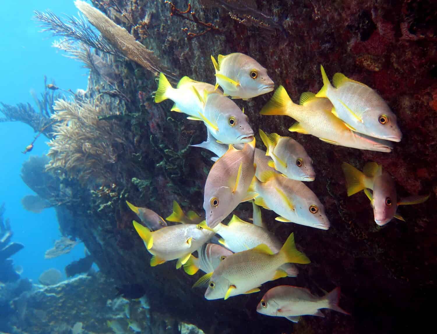 Schoolmaster Snappers nell'Atlantico tropicale occidentale