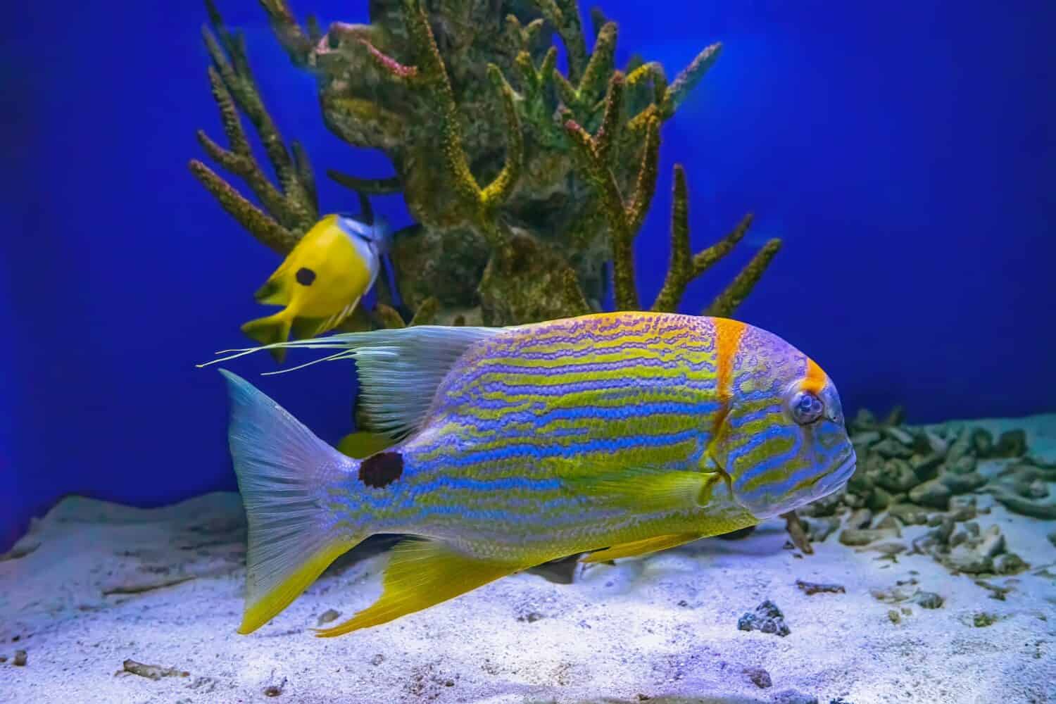 Lo snapper Sailfin Symphorichthys spilurus pesce d'orata foderato di blu nuota sott'acqua nella piscina dell'acquario con la barriera corallina.  Sott'acqua, vita selvaggia, animale acquatico