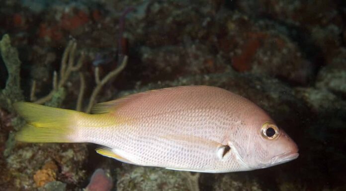 Yellowtail snapper