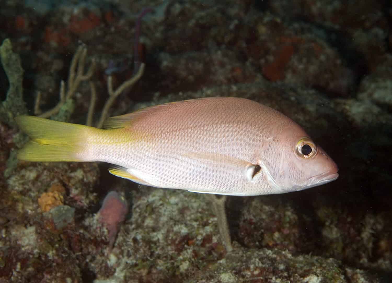 Lutiano pinna nera(giovanile)-Lutjanus buccanella