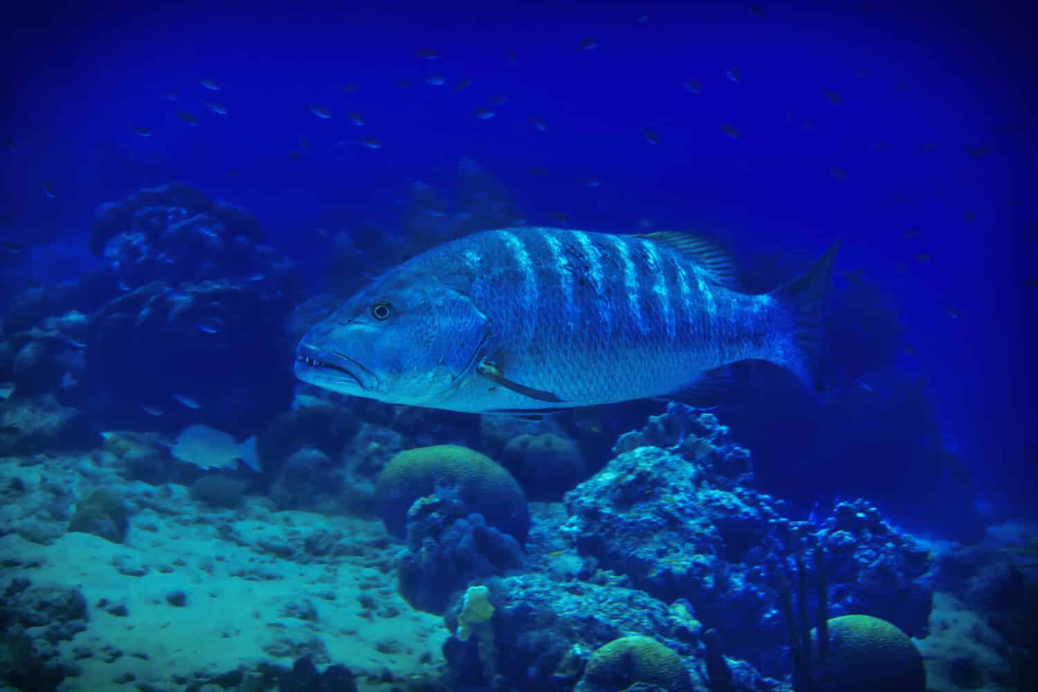 Cubera snapper pesci che nuotano lungo la barriera corallina di Bonaire al tramonto.