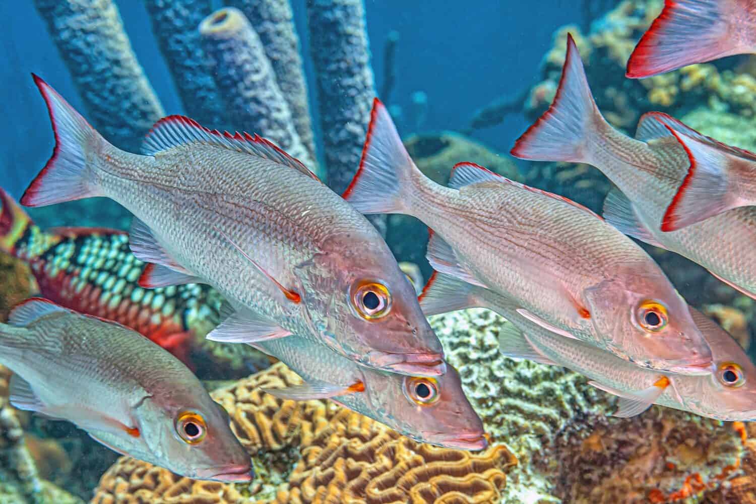 dentice di montone, Lutjanus analis è una specie di pesce marino con pinne raggiate, un dentice appartenente alla famiglia Lutjanidae.