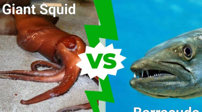 Battaglie in acque profonde: calamari giganti contro barracuda
